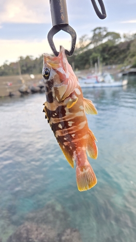 アカハタの釣果