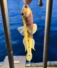 マハゼの釣果