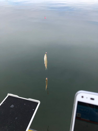 ワカサギの釣果