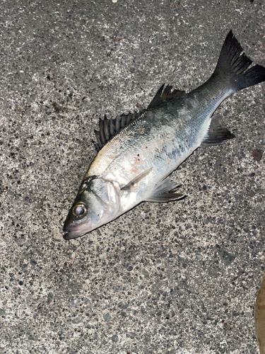 セイゴ（マルスズキ）の釣果