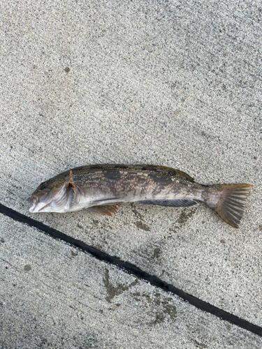 アイナメの釣果