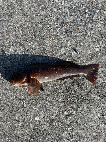 アイナメの釣果