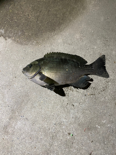 メジナの釣果