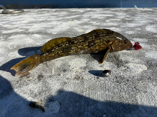 アイナメの釣果