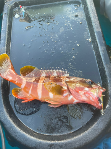 アカハタの釣果