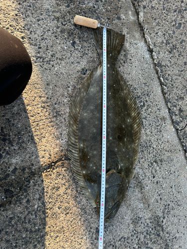 ヒラメの釣果