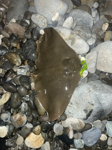 ツバクロエイの釣果