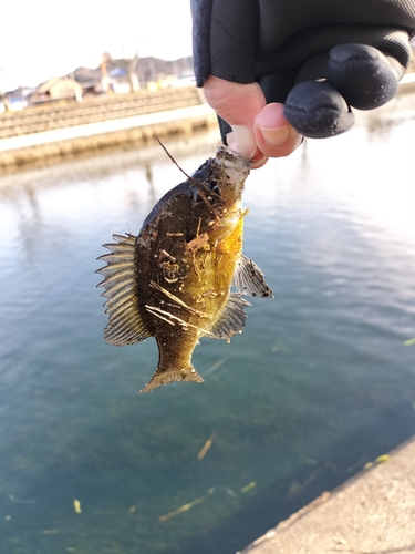 ブルーギルの釣果