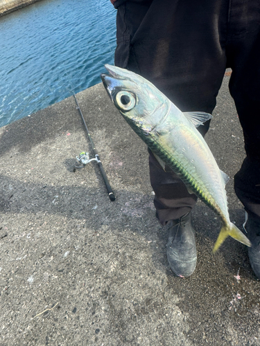 サバの釣果