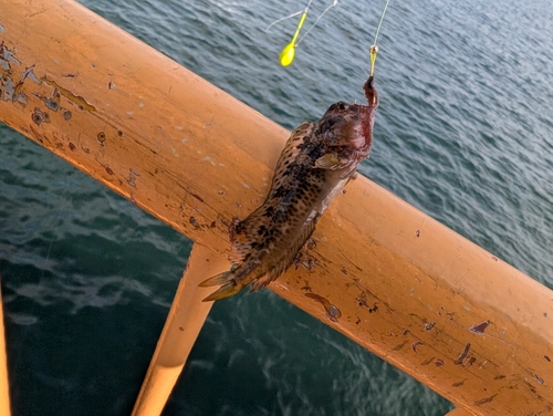 ハゼの釣果