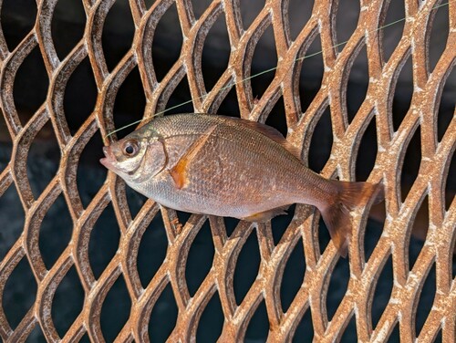 ウミタナゴの釣果