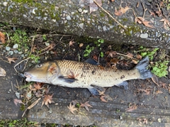 ニゴイの釣果