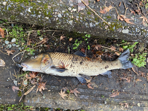 ニゴイの釣果