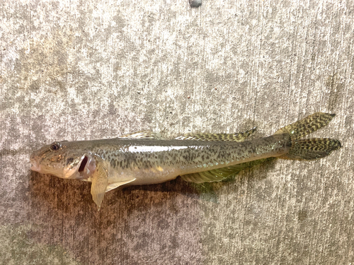 マハゼの釣果