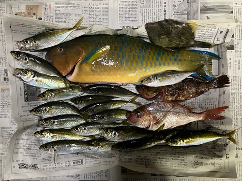 ヒブダイの釣果