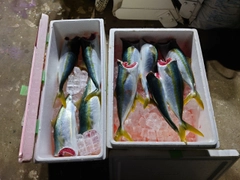 ハマチの釣果