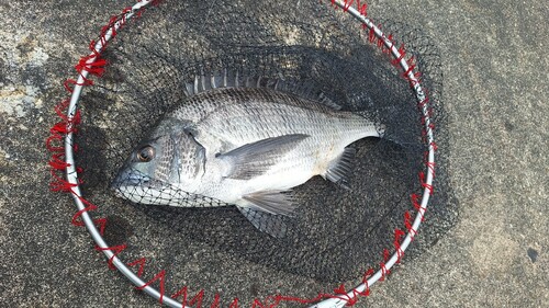 チヌの釣果