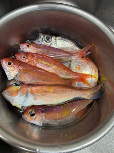 アマダイの釣果