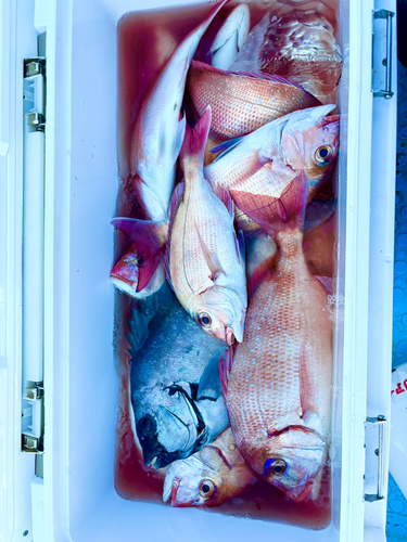 マダイの釣果