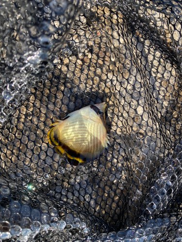 フウライチョウチョウウオの釣果