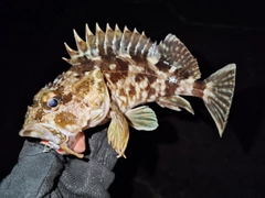 カサゴの釣果