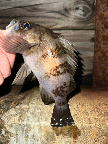 メバルの釣果