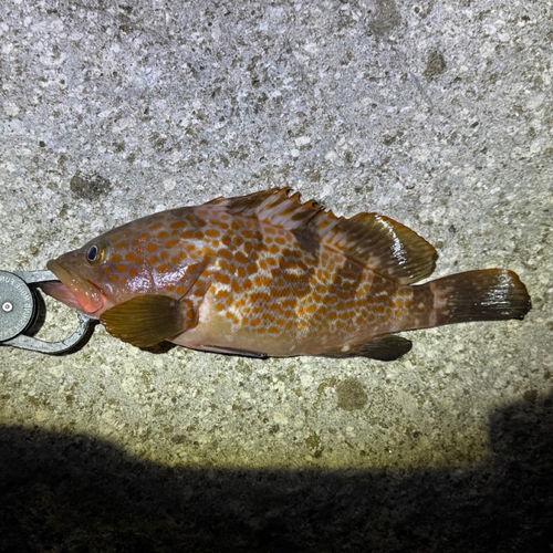 キジハタの釣果