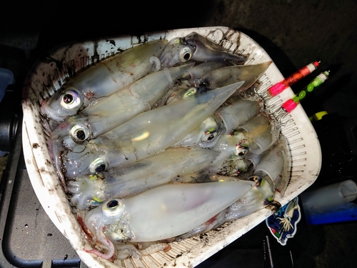 イカの釣果