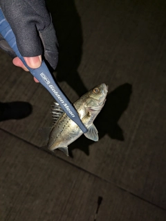 セイゴ（マルスズキ）の釣果