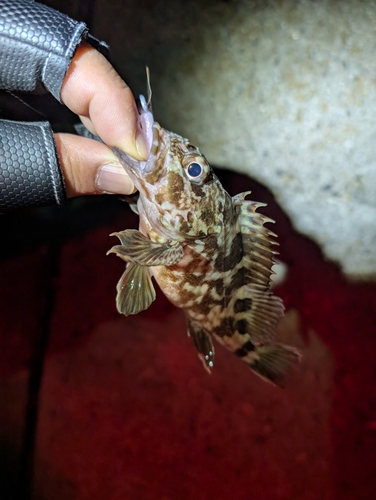 カサゴの釣果