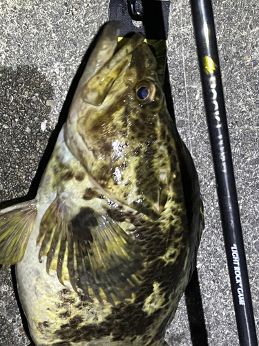 タケノコメバルの釣果