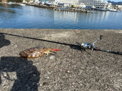 コウイカの釣果