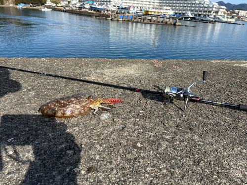 コウイカの釣果