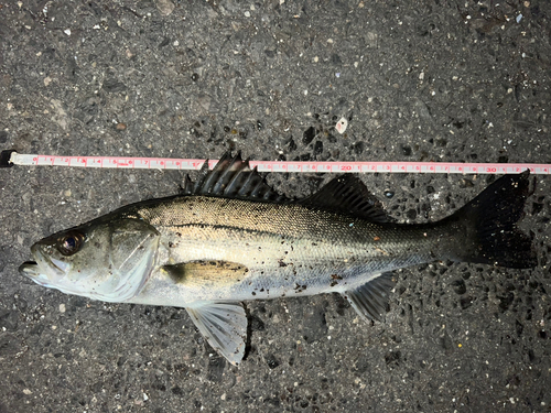 セイゴ（ヒラスズキ）の釣果