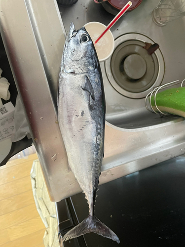 カツオの釣果