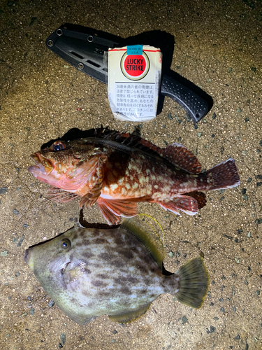 カサゴの釣果