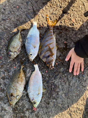 タカノハの釣果