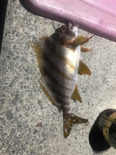 タカノハダイの釣果