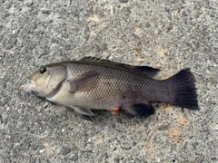 コブダイの釣果