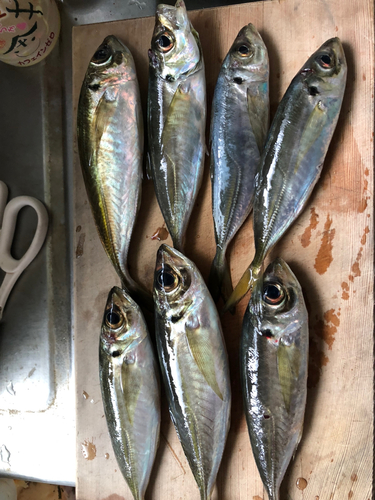 アジの釣果