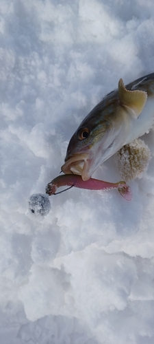 ホッケの釣果