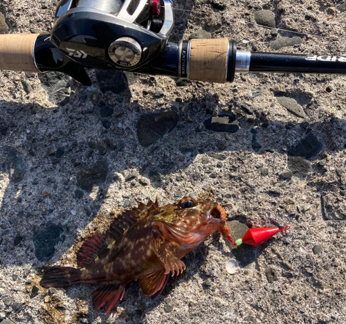 カサゴの釣果