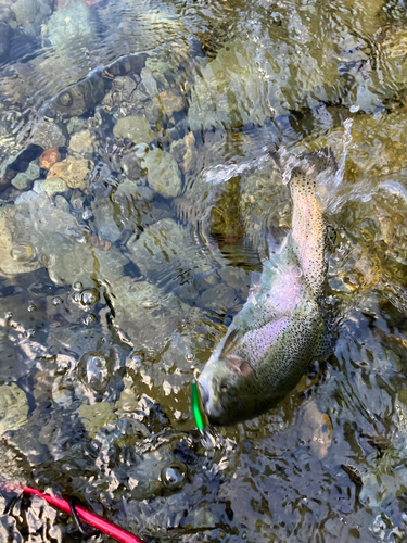 ニジマスの釣果