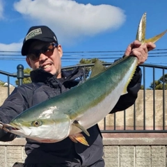 ブリの釣果