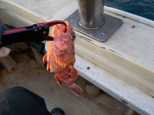 カサゴの釣果