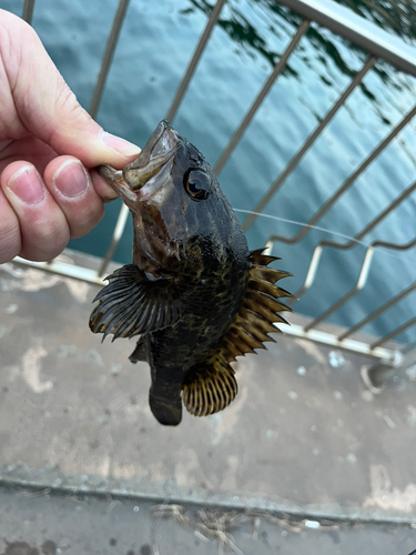 タケノコメバルの釣果