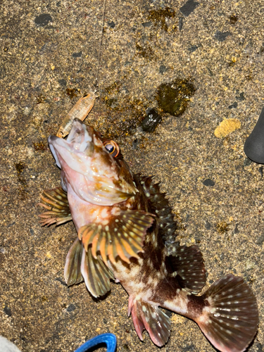 カサゴの釣果