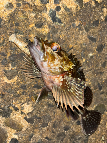 カサゴの釣果