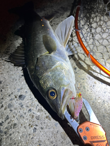 シーバスの釣果