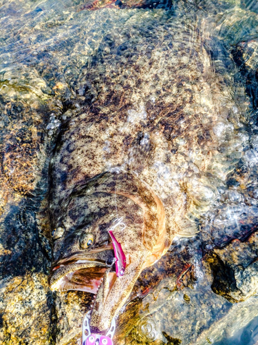 ヒラメの釣果